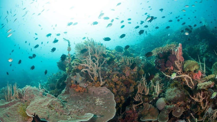 El Nido: Discover Scuba Diving with Manta Rays in Sibaltan - Brunch Between Two Underwater Sessions