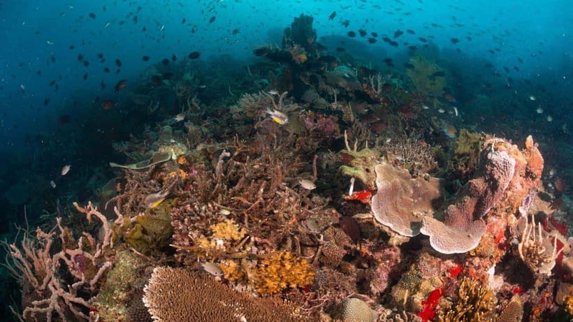 El Nido: Discover Scuba Diving with Manta Rays in Sibaltan - Is $126 a Fair Price?