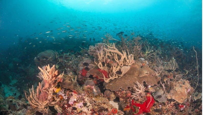 El Nido: Discover Scuba Diving with Manta Rays in Sibaltan - Who Should Book This Sibaltan Experience?