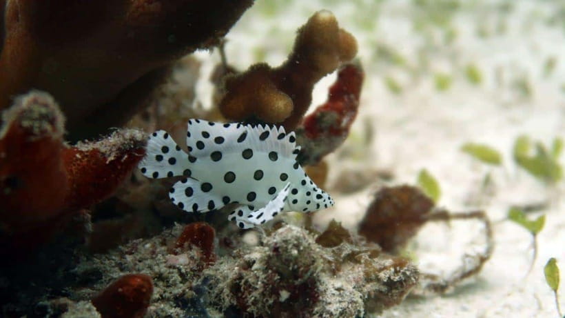 El Nido: Discover Scuba Diving with Manta Rays in Sibaltan - Practical Details to Know Before You Go