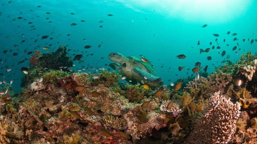 El Nido: Manta Ray Diving Experience in Sibaltan - Who should book this outing