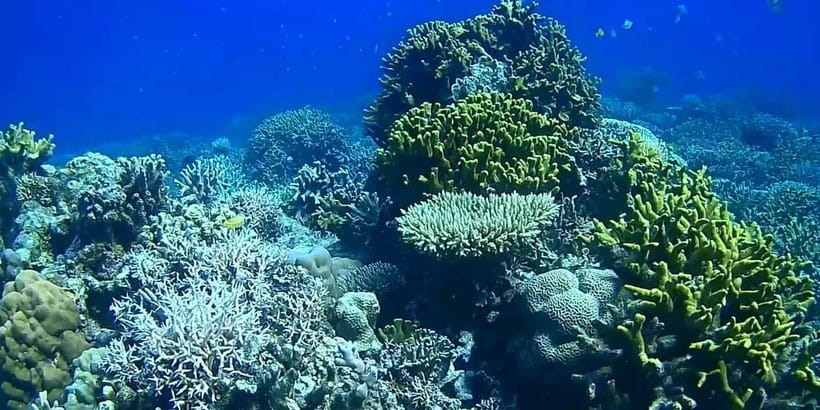 El Nido, Sibaltan: Private Snorkeling & Secret Islands Tour - What the quiet setting gives you, and what it asks of you