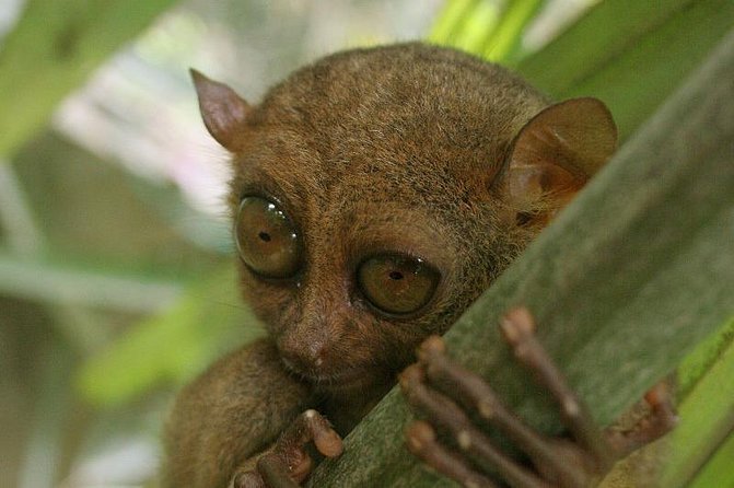 Exclusive Bohol,Philippines Chocolate Hills-Tarsier Tour - What this private Bohol day actually feels like