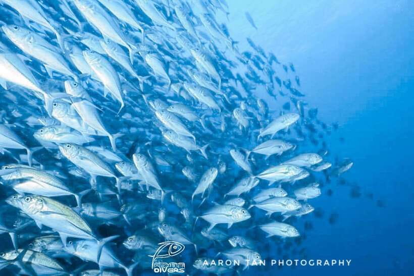 Fisheye Divers: Discover Scuba Diving - A 45-minute boat trip to the coral garden