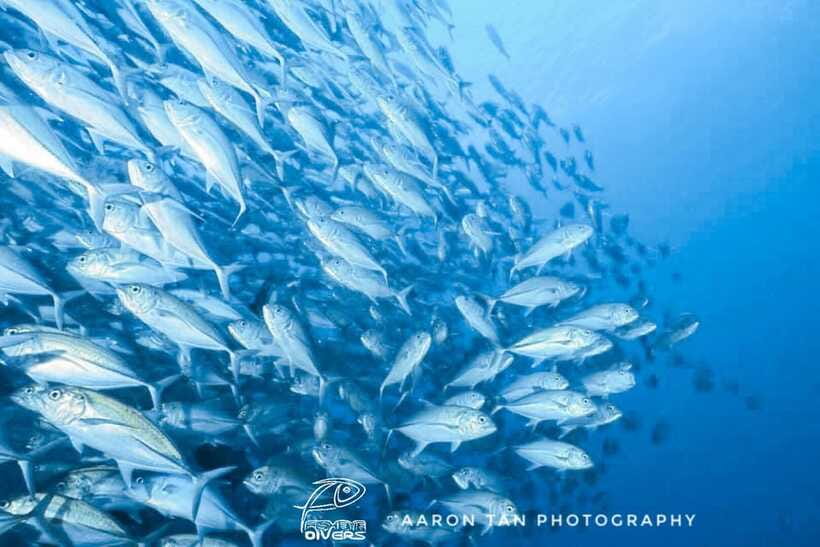 Fisheye Divers: Discover Scuba Diving - Why the safety briefing matters