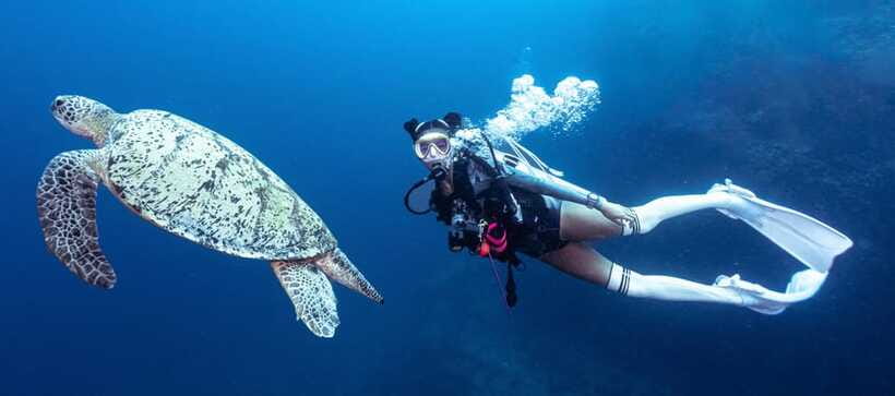 Fisheye Divers: Discover Scuba Diving - Timing, flights, and practical planning