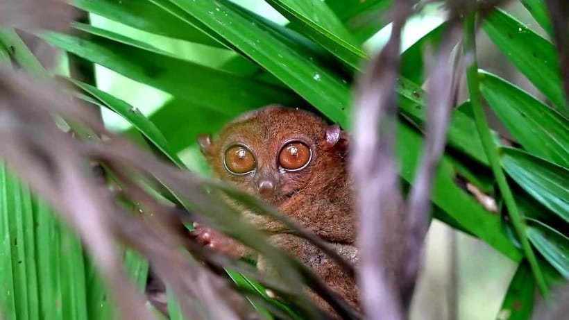 From Cebu: Bohol Countryside & Buffet Lunch Exclusive Tour - The Bilar Man-Made Forest drive
