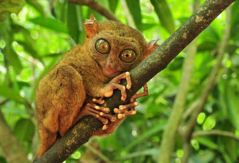 From Cebu City: Bohol Island Highlights in One Day - The Mahogany Forest Photo Stop