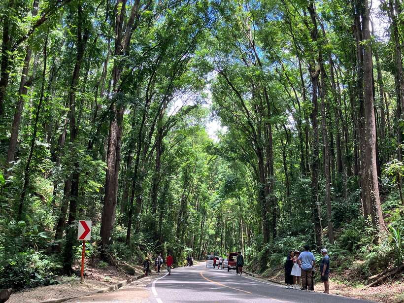 From Cebu City: Bohol Island Highlights in One Day - Lunch and Live Music on the Loboc River