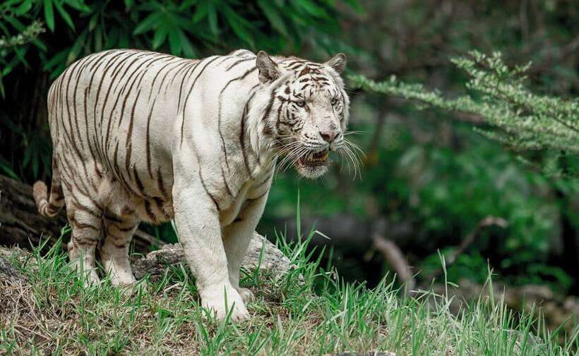 From Cebu City: Cebu Safari and Adventure Park Day Tour - Key points at a glance