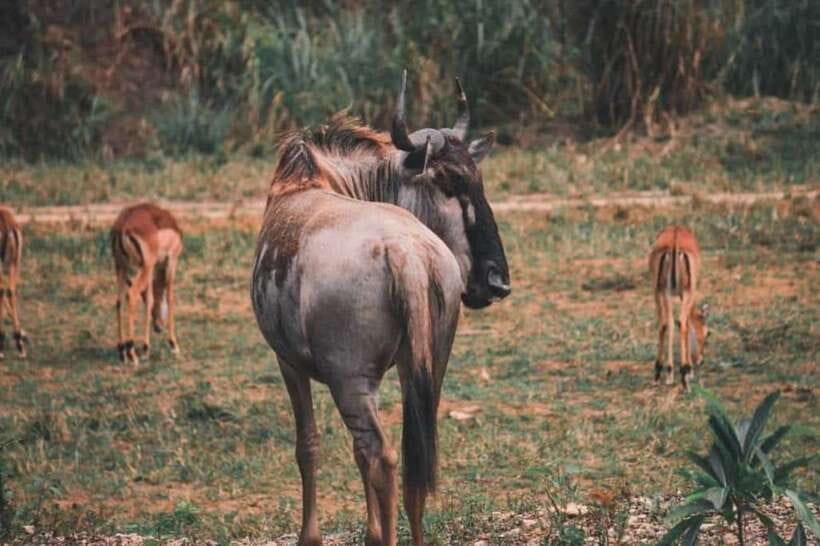 From Cebu City: Cebu Safari and Adventure Park Day Tour - Food, water, and what to bring