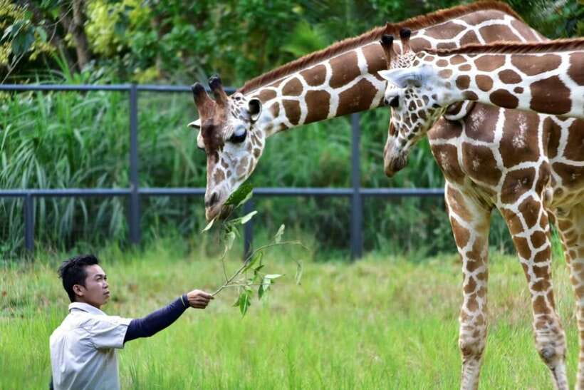 From Cebu City: Cebu Safari and Adventure Park Day Tour - Is the $90 price good value?
