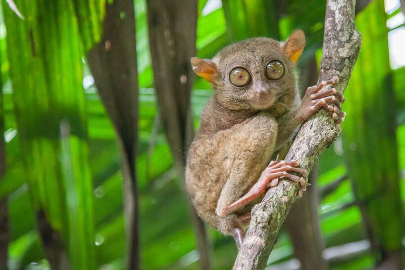 From Cebu: Day Trip to Bohol Highlights - The Blood Compact Monument and Bohol’s early history