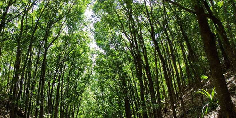 From Cebu: Full-Day Bohol Excursion - Loboc River Cruise With Buffet Lunch