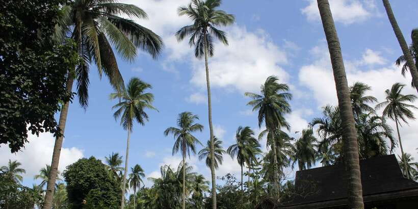 From Manila: Day Tour to Enchanting Hidden Valley - Who should book this day trip