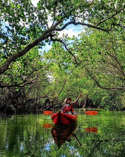 From Tagbilaran City/Panglao Island: Bohol Mangrove Kayaking - Food, drinks, and the return to the station