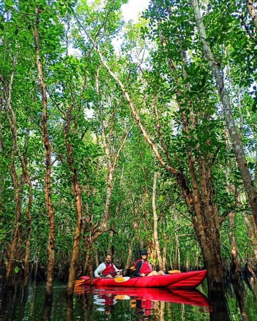From Tagbilaran City/Panglao Island: Bohol Mangrove Kayaking - Who will enjoy this most