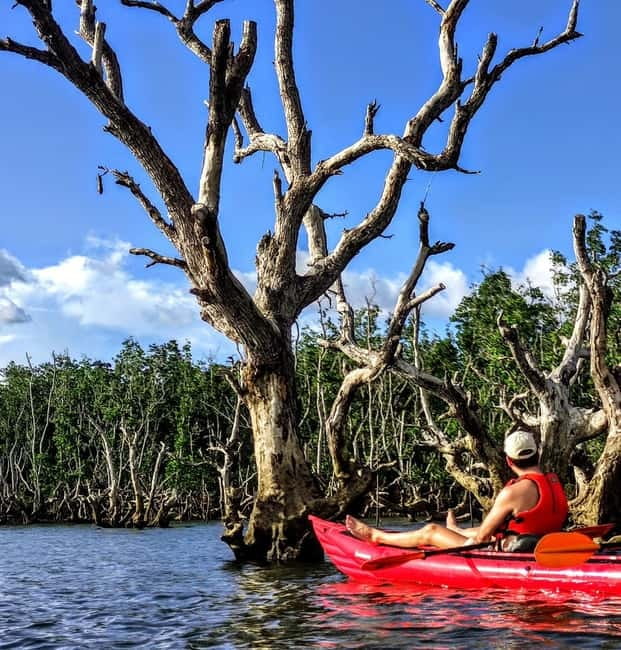 From Tagbilaran City/Panglao Island: Bohol Mangrove Kayaking - Booking details worth keeping in mind
