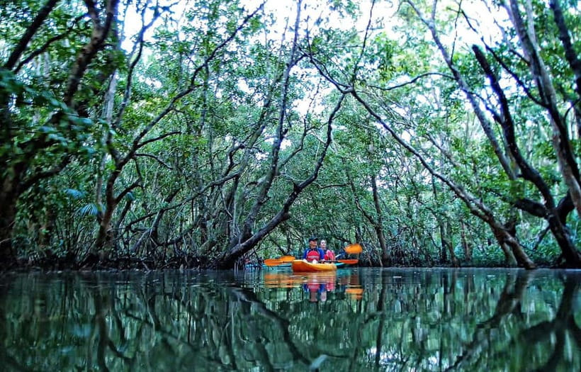 From Tagbilaran City/Panglao Island: Bohol Mangrove Kayaking - From hotel pickup to the river station
