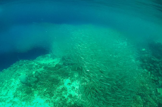 Full-Day Moalboal Islands and Kawasan Falls Small-Group Tour from Cebu - Food, equipment, and what you should bring