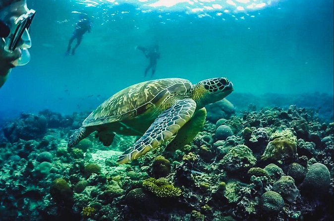 Full-Day Moalboal Islands and Kawasan Falls Small-Group Tour from Cebu - Who will enjoy this tour most