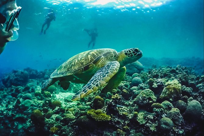 Full-Day Moalboal Islands and Kawasan Falls Small-Group Tour from Cebu - Kawasan Falls: a short walk to cool water