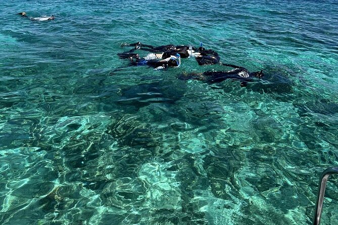 Half day tour with Snorkel at Sancturary and Sulpa island - What the Nalusuan sanctuary adds