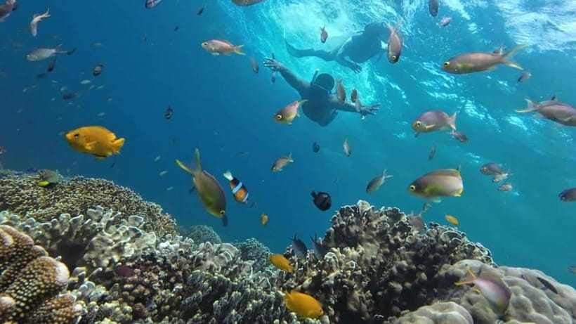 Mactan Island Hopping Gilutungan, Caohagan, Nalusuan + Lunch - What the $132 price really covers