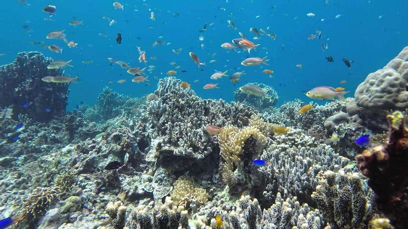 Mactan Island Hopping Gilutungan, Caohagan, Nalusuan + Lunch - Who will enjoy this Cebu island trip most