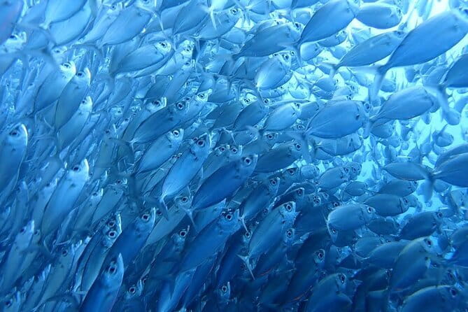 Moalboal Sardine Run, Sea Turtle and Mantayupan Falls - Why Moalboal’s sardines make this Cebu day trip special