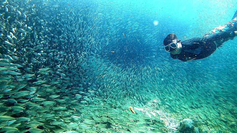 Moalboal: Sardine Run Snorkeling & Kawasan Canyoneering - Guides, safety, and the photo question