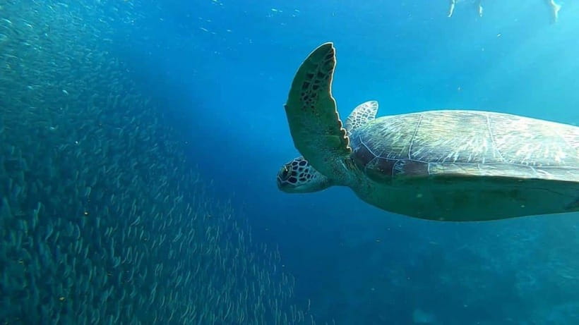 Moalboal: Sardine Run, Turtles and Pescador Island Hopping - Key points at a glance