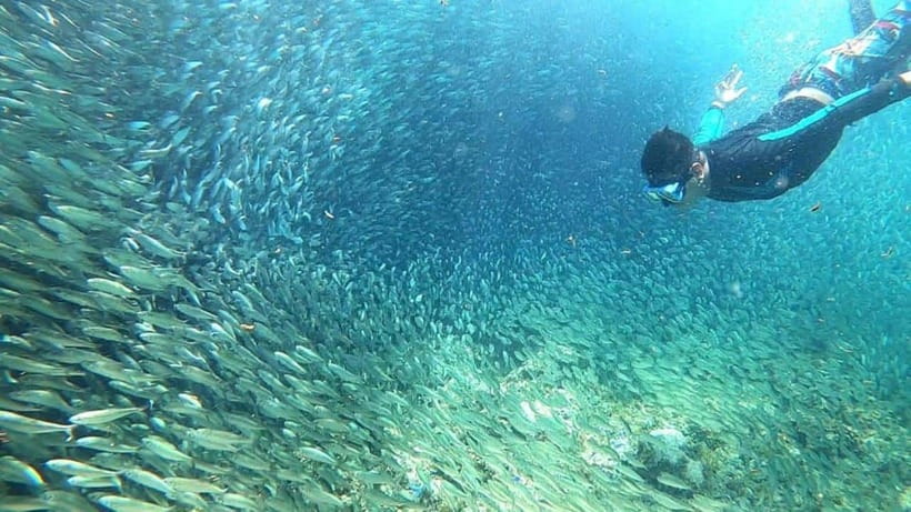 Moalboal: Sardine Run, Turtles and Pescador Island Hopping - Turtle Point requires patience and restraint