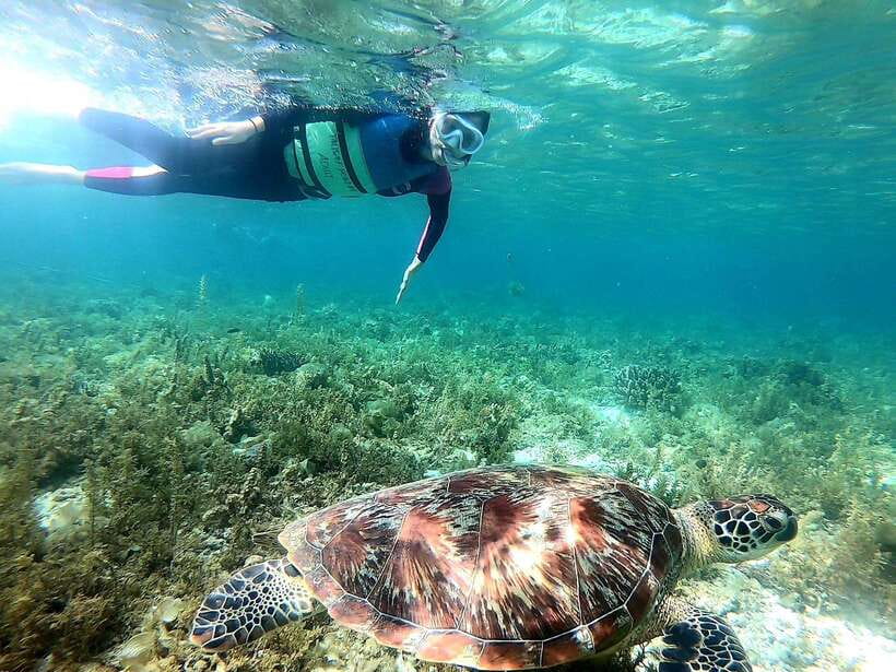 Moalboal: Sardine Run, Turtles and Pescador Island Hopping - What the three-and-a-half-hour water program feels like