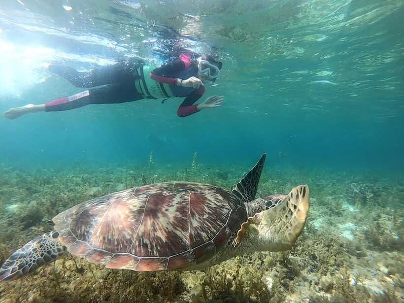 Moalboal: Sardine Run, Turtles and Pescador Island Hopping - Who will enjoy this day most