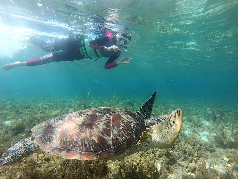 Moalboal: Sardine Run, Turtles and Pescador Island Hopping - Pescador Island brings the best reef scenery