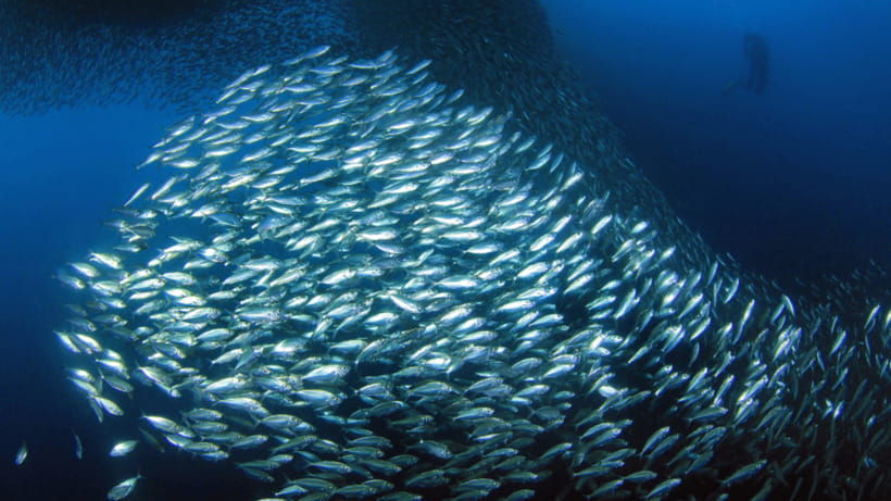 Moalboal Sardines Run Private Tour - Reaching the Sardines from Panagsama Beach