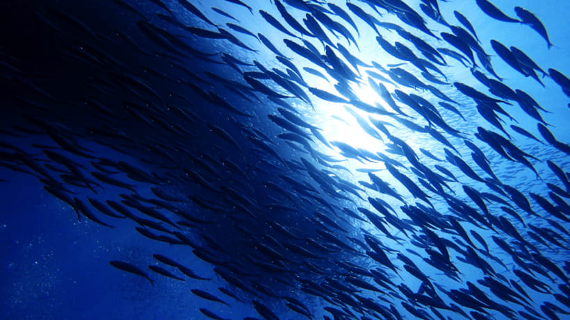 Moalboal Sardines Run Private Tour - Equipment, Life Jackets, and GoPro Footage