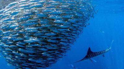 Moalboal Sardines Run Private Tour