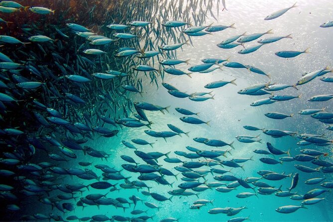 Moalboal Sardines Run Private Tour w/ Transfers Option - Meeting the sardines at Panagsama Beach