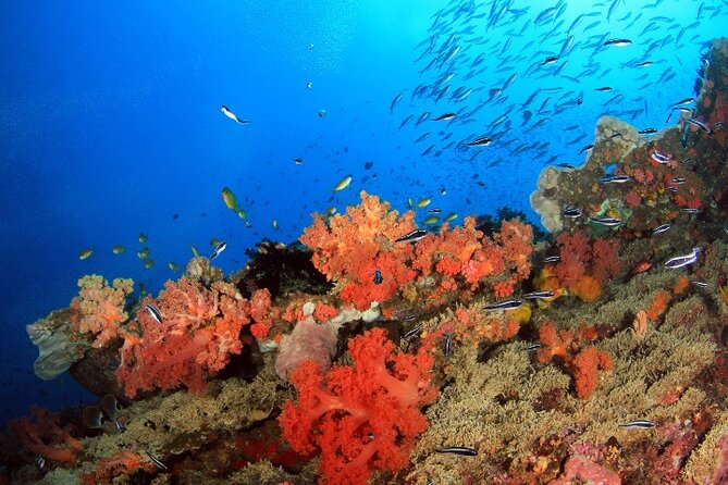 Moalboal Sardines Run Private Tour w/ Transfers Option - Equipment, GoPro footage, and practical comfort