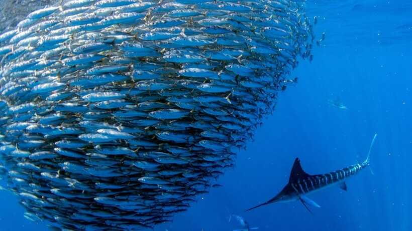 Moalboal Sardines Run Private Tour - Why the Sardine Shoal Is Worth Seeing