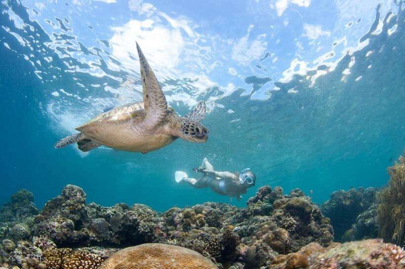 Moalboal: Scuba Diving and Pescador Island Hopping - Key points to know before booking