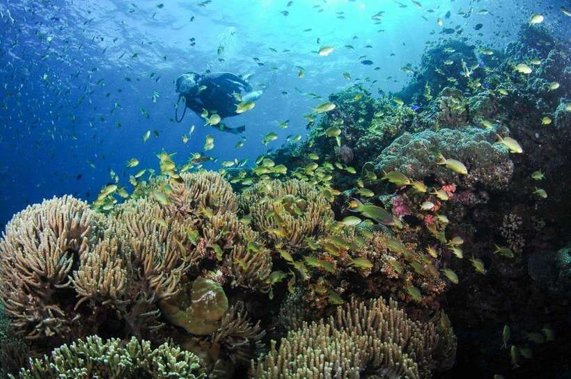 Moalboal: Scuba Diving and Pescador Island Hopping - Moalboal’s sardine run is the main event