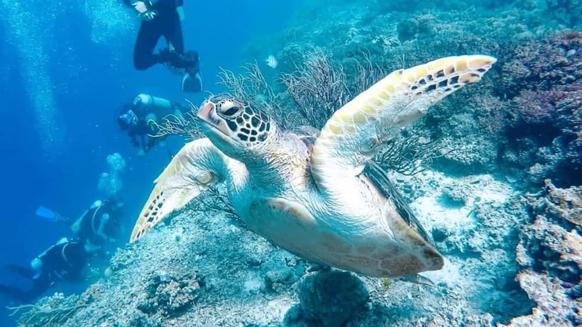 Moalboal: Scuba Diving and Pescador Island Hopping - Pickup and arrival need careful checking