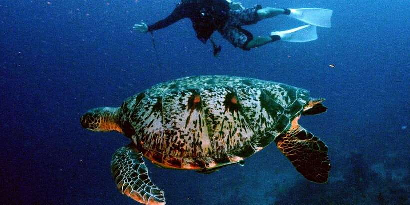 Moalboal with Canyoneering Tour (Shared Tour) - Sea turtles and coral viewing