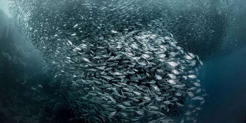 Moalboal with Canyoneering Tour (Shared Tour) - Seafood lunch by the sea
