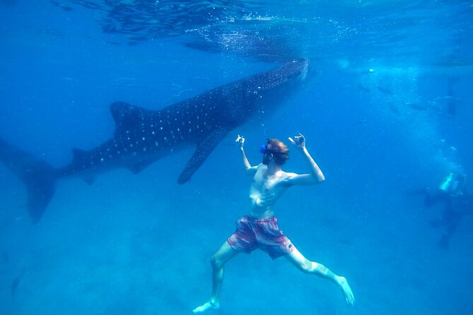 Oslob Whale Shark & Moalboal Sardines & Turtle Private Tour - Why this Cebu route works