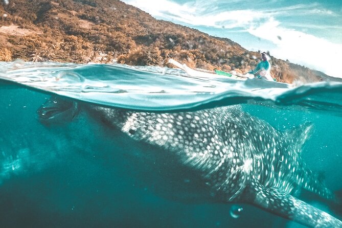 Oslob Whale Shark Private Tour with Sumilon & Tumalog Falls - The 3:00 am start and the road to Oslob