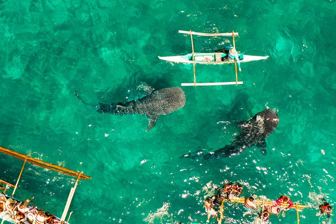 Oslob Whale Shark Snorkeling & Kawasan Canyoning Tour - What the $155 price really covers